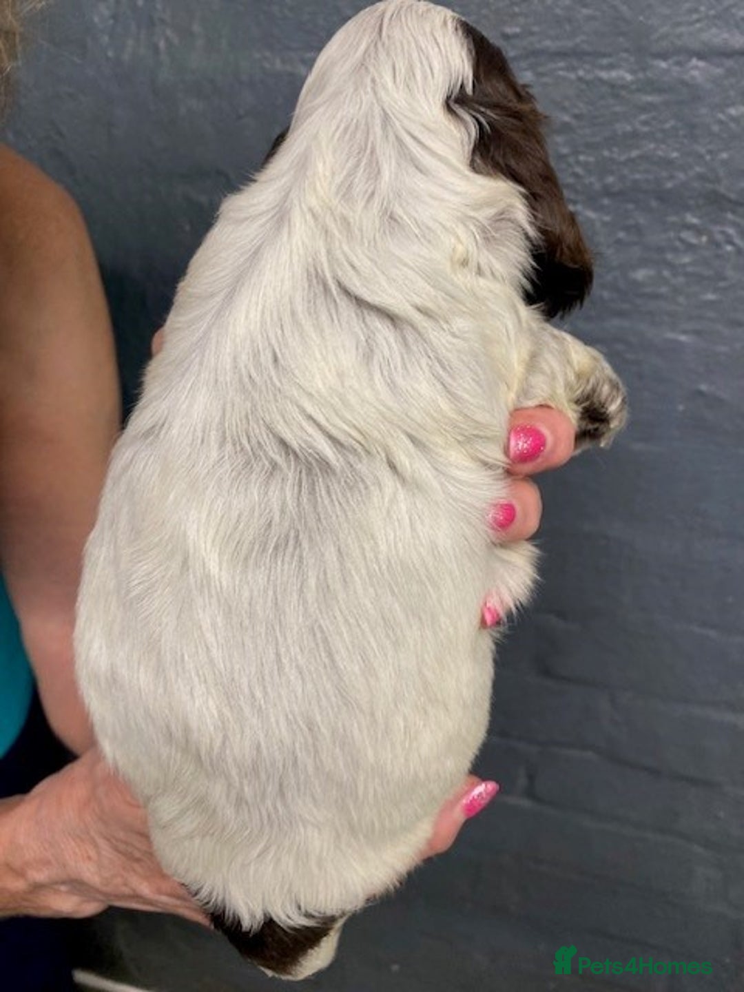 Cocker Spaniel dogs for sale: Cocker Spaniel Puppies For Sale  - Image 10