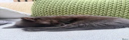 Mixed Breed cats for sale: Our 1/2 Maine coon has had kittens!  - Advert 3