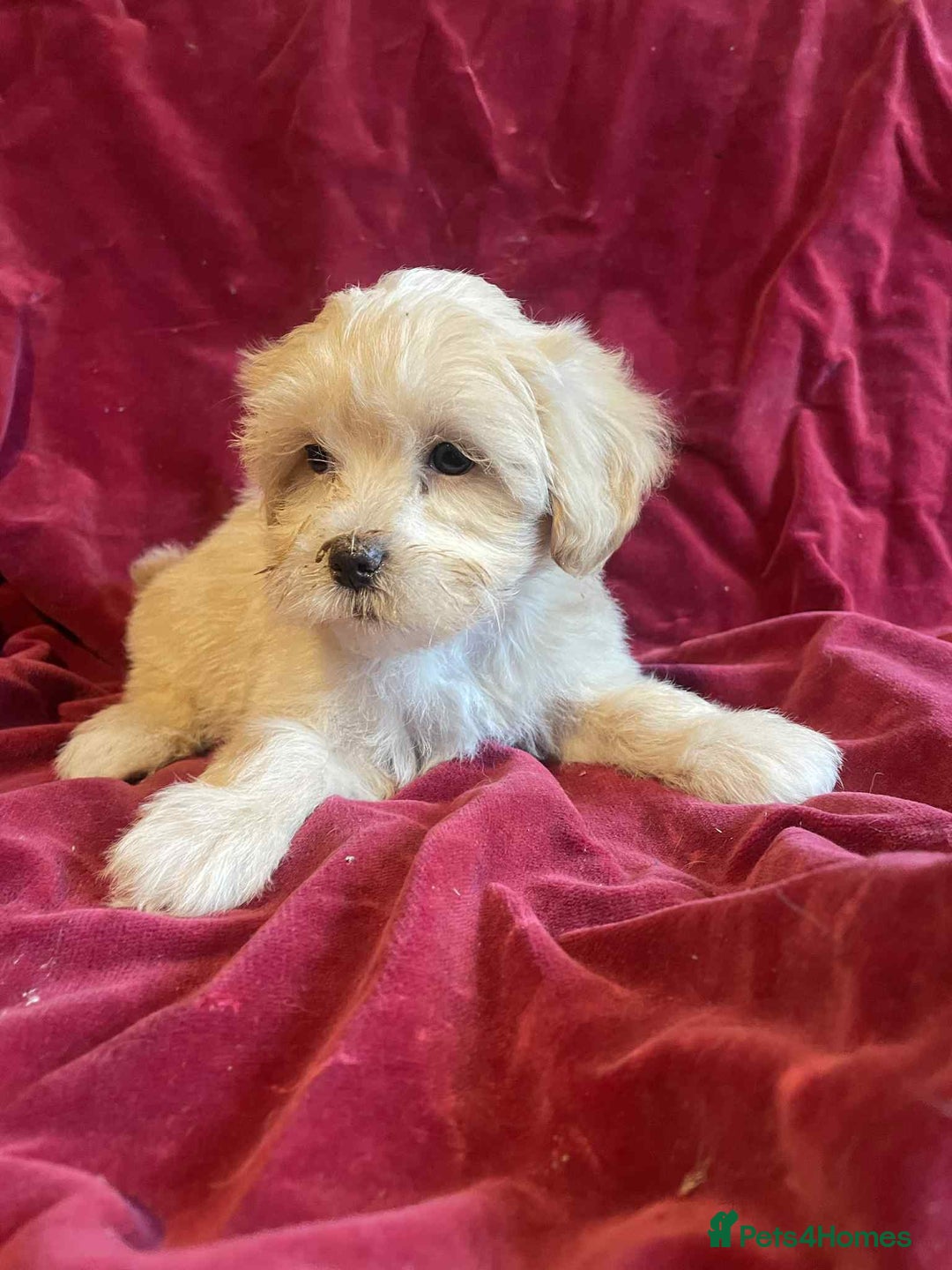 Lhasapoo dogs for sale: Lhasapoo puppies - Advert 5