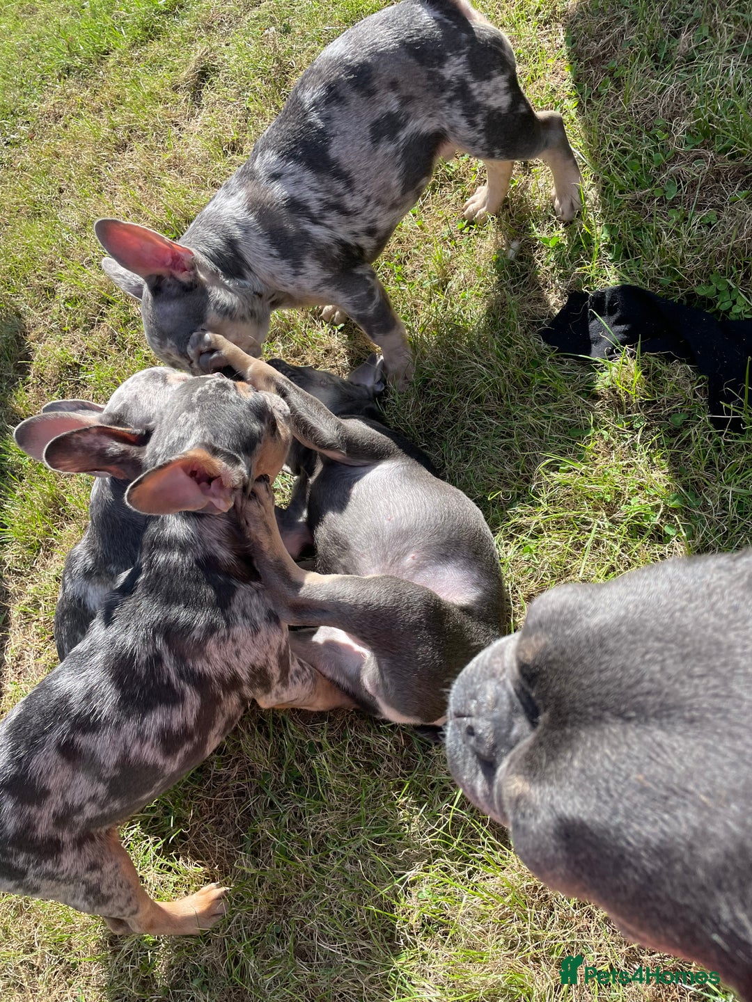 French Bulldog dogs for sale: Kc registered 12 week old French. Bulldogs  - Image 14