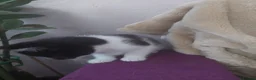 Mixed Breed cats for sale: 3 kittens  - Advert 11