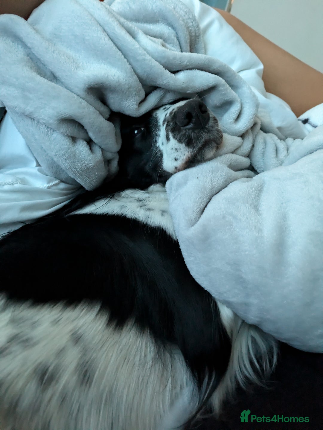 Welsh Springer Spaniel dogs for sale: 6 year old Welsh Springer spaniel  - Image 1