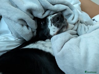 Welsh Springer Spaniel dogs for sale - Advert 1