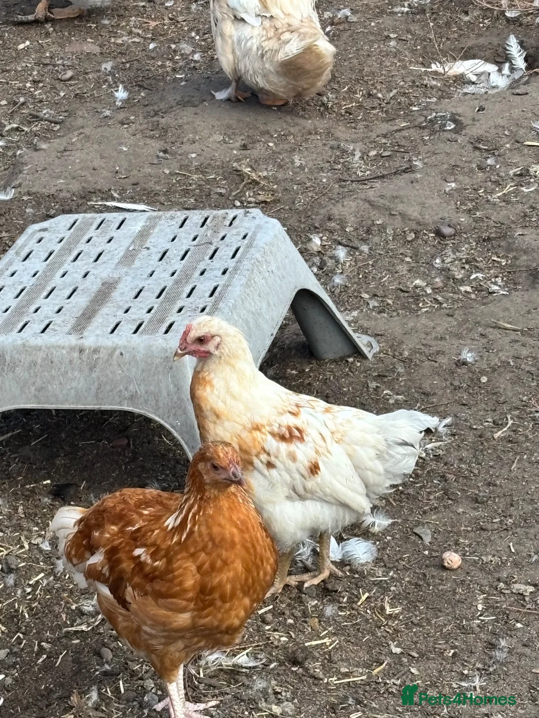 Chickens poultry for sale: Mixed breed chickens  in Mansfield - Advert 2
