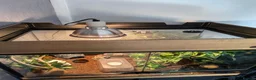 Gecko reptiles for sale: Baby Harley Quinn Crested Gecko  in South Shields - Advert 12