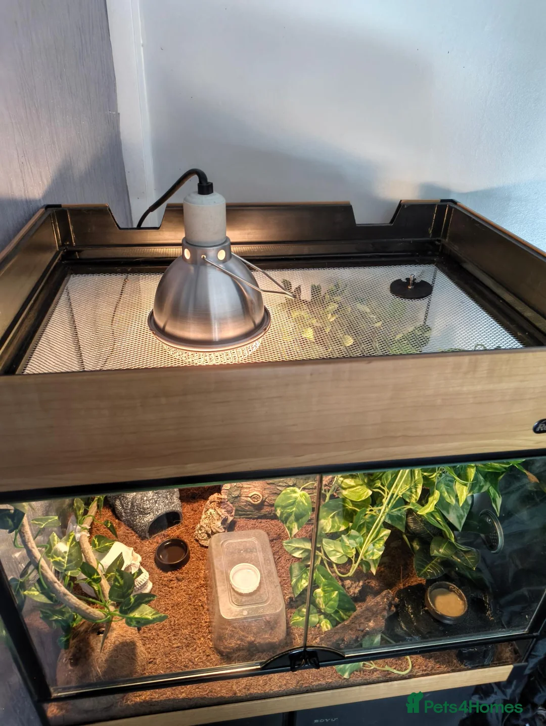 Gecko reptiles for sale: Baby Harley Quinn Crested Gecko  in South Shields - Advert 12