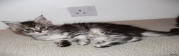 Maine Coon cats for sale: Maine Coon kittens/ Ready to Now    - Advert 11