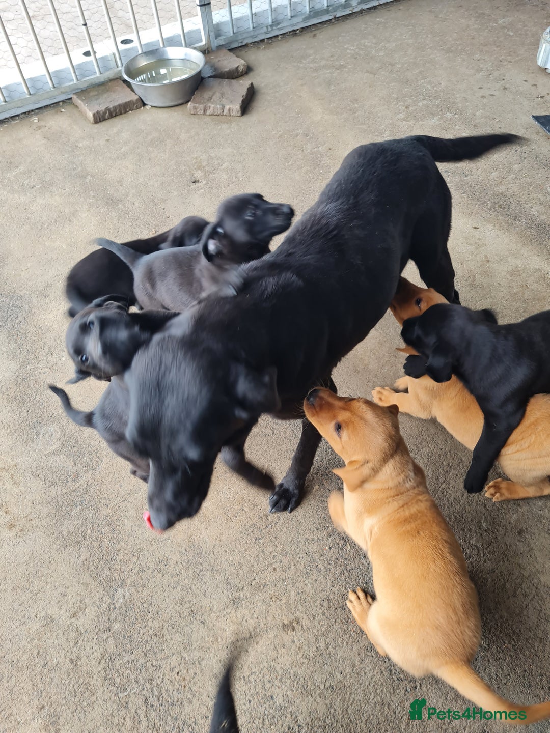 Labrador Retriever dogs for sale: Labrador puppies - Image 6