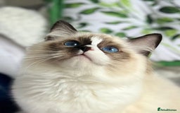 Ragdoll cats for sale: Bicolour Ragdoll Kittens Ready To Go in Castleford - Image 12
