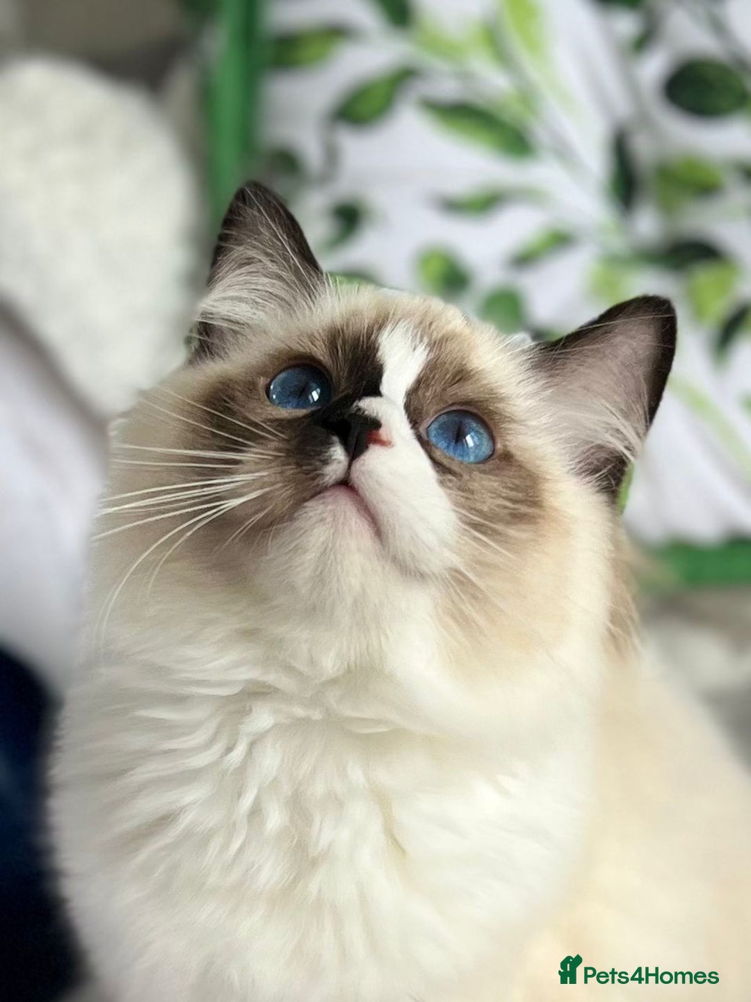 Ragdoll cats for sale: Bicolour Ragdoll Kittens Ready To Go in Castleford - Image 12