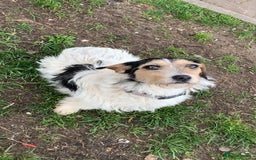 Jack Russell dogs for sale: JackRussell puppies ready for there forever homes  - Advert 6