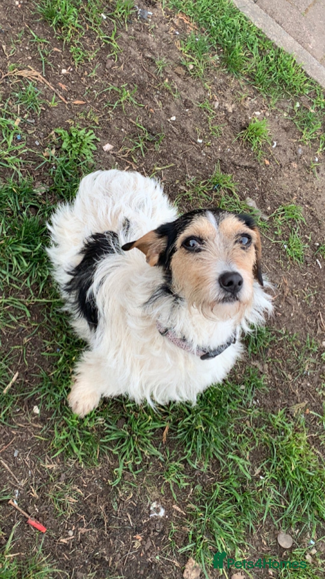 Jack Russell dogs for sale: JackRussell puppies ready for there forever homes  - Advert 6