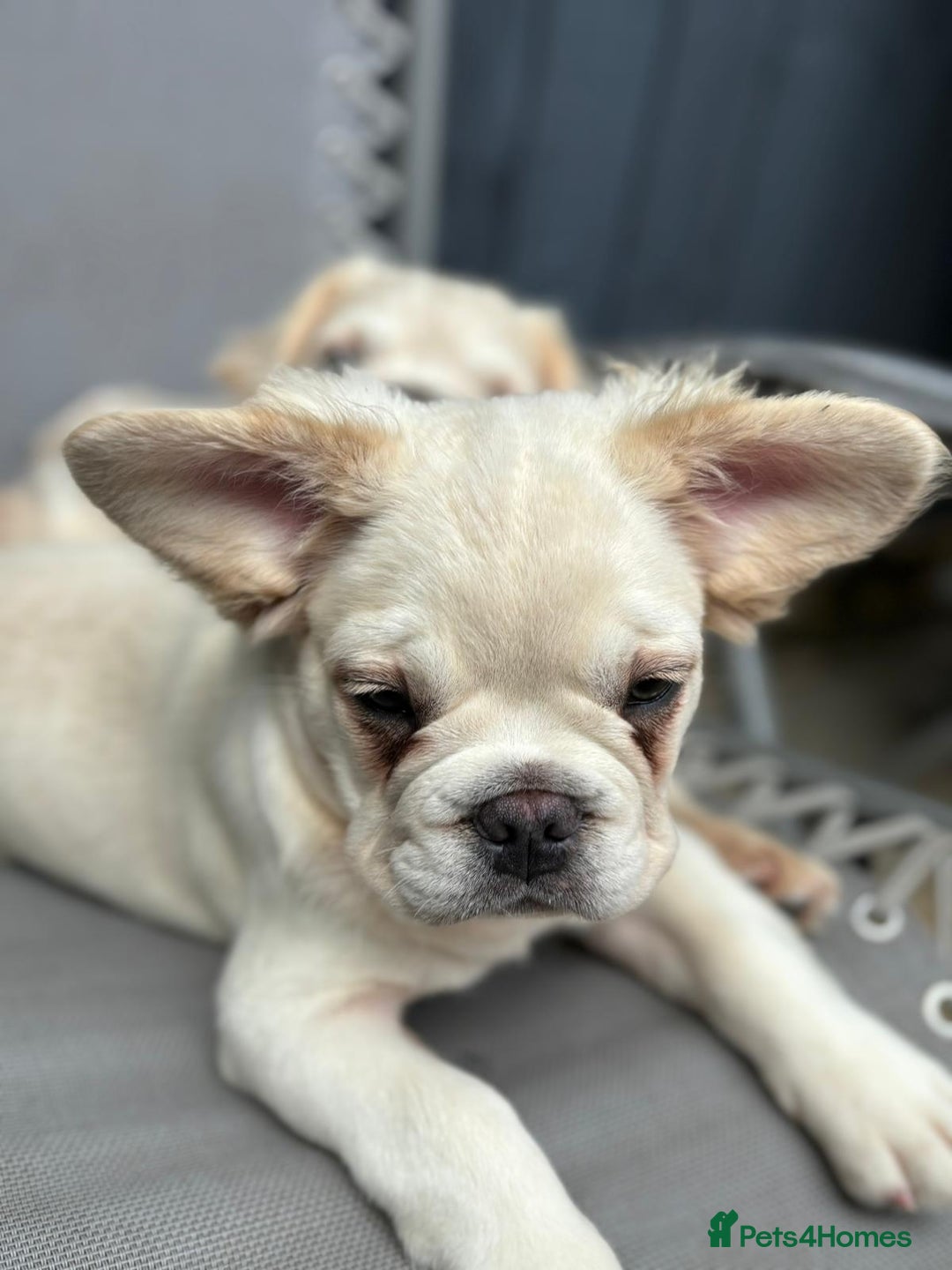 French Bulldog dogs for sale: 2 Beautiful long haired french bulldogs 1-M 1-F - Image 1