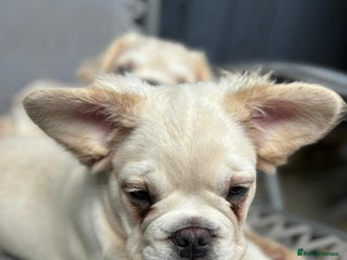 French Bulldog dogs - Advert 33