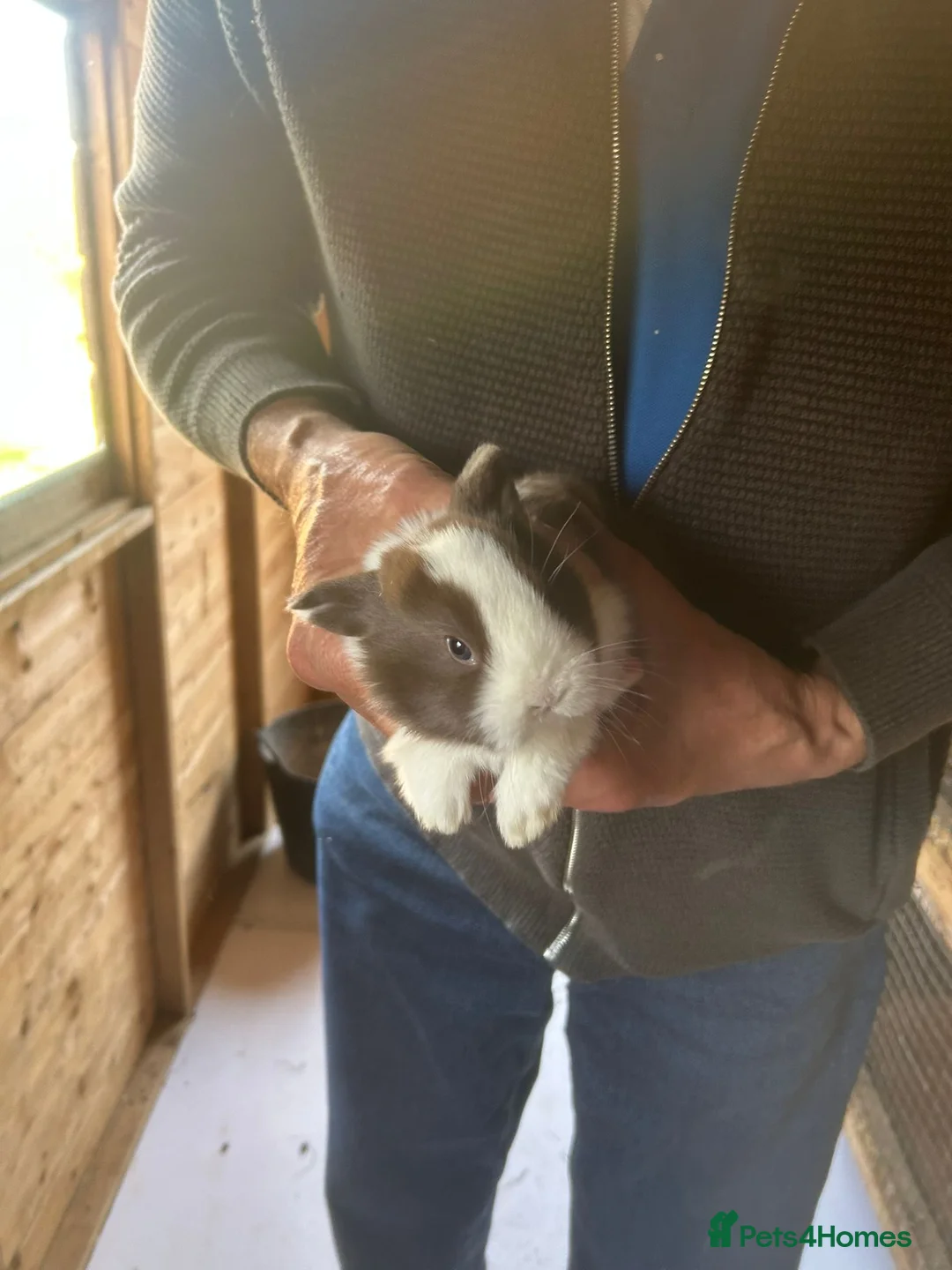 Mini Lop rabbits for sale: Beautiful mini lops  - Advert 2