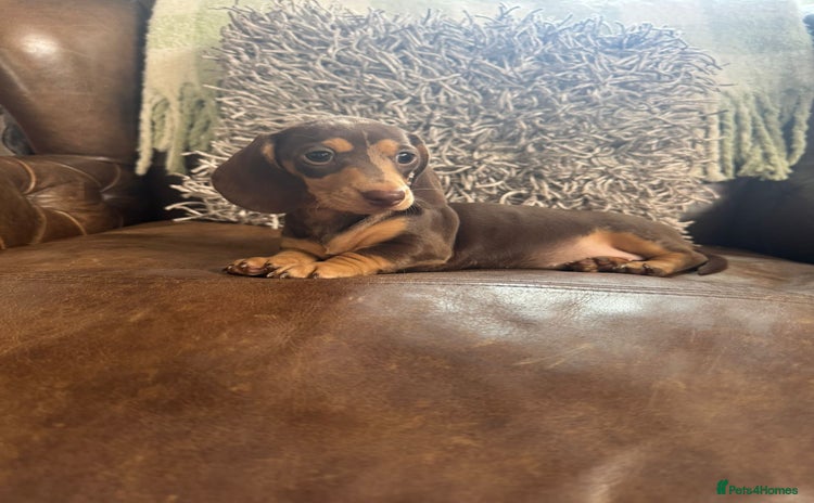 Miniature Dachshund dogs - Advert 2