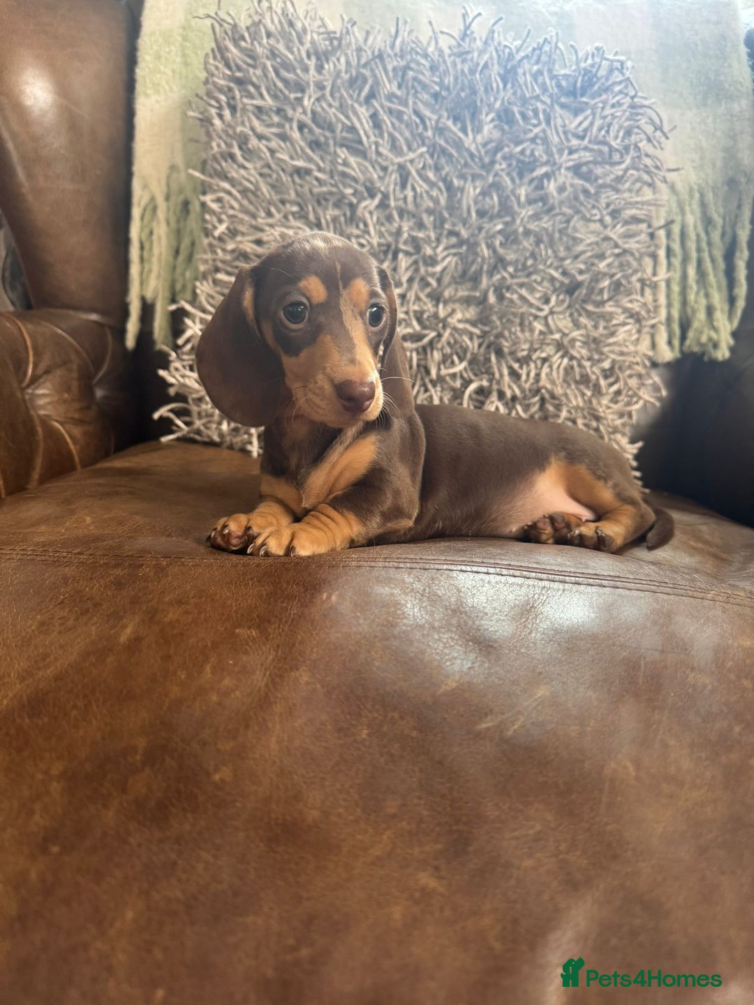 Miniature Dachshund dogs for sale: Miniature Dachshund Puppies - Image 1