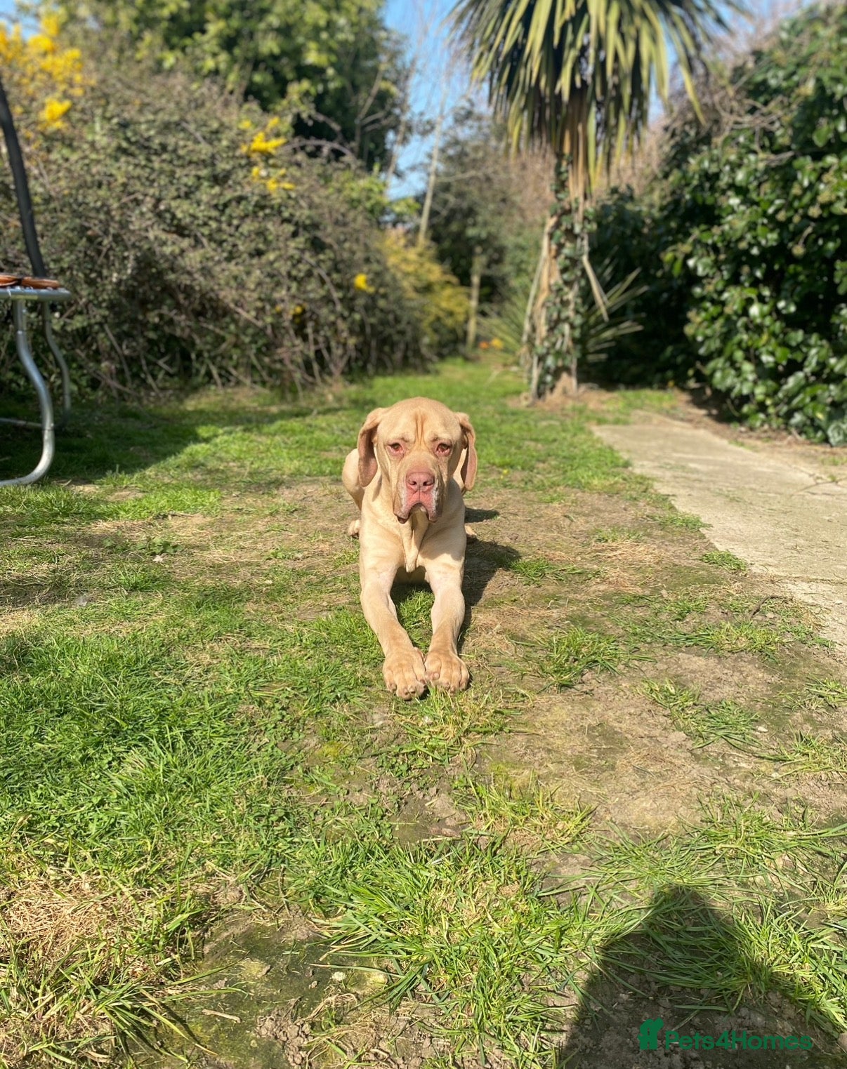 Mixed Breed dogs american bulldog x ridgeback  - Advert 1