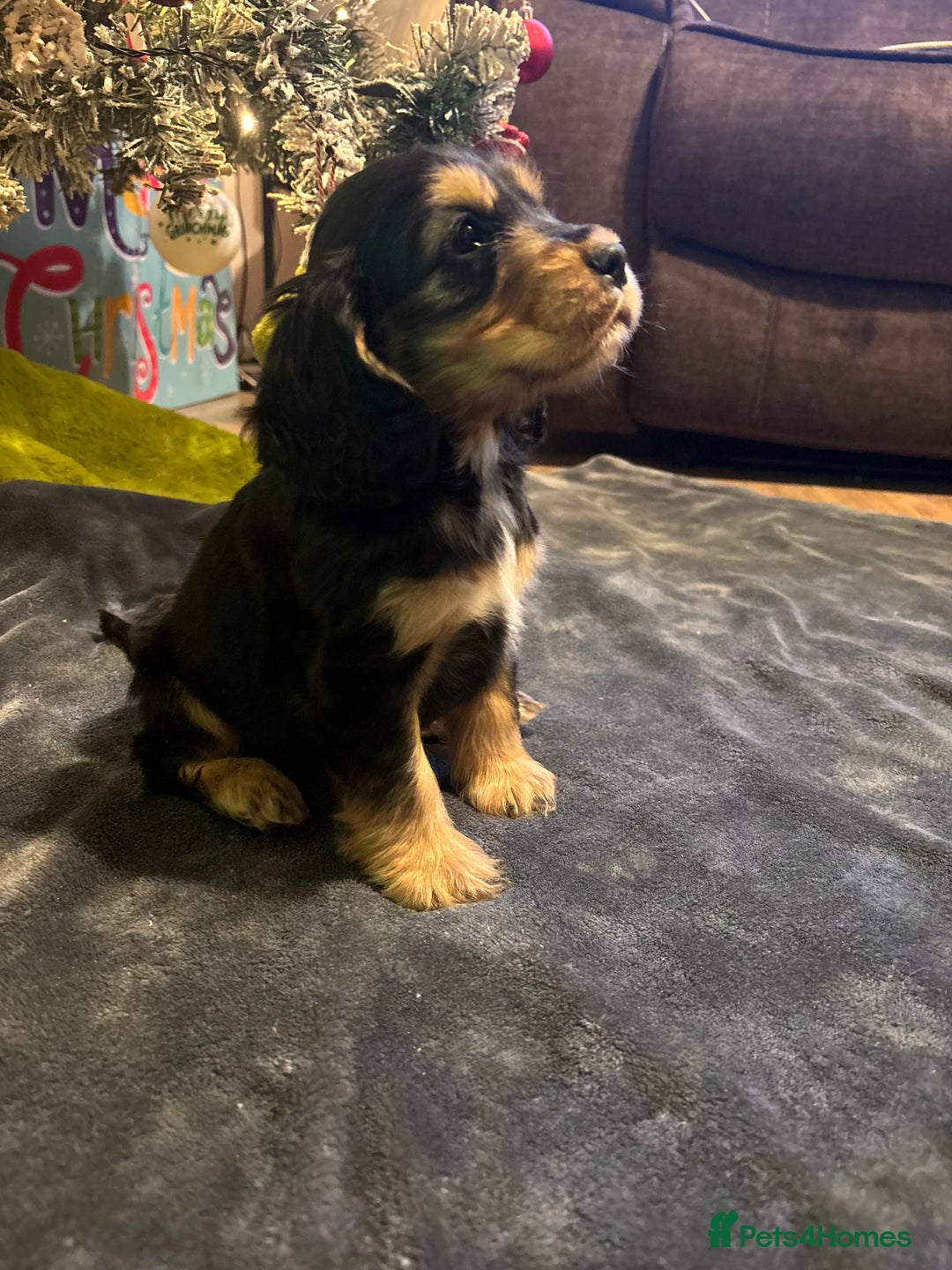 Cocker Spaniel dogs for sale: Show cocker spaniel  - Advert 2