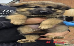 German Shepherd dogs for sale: Beautiful German shepherd puppies  - Image 18