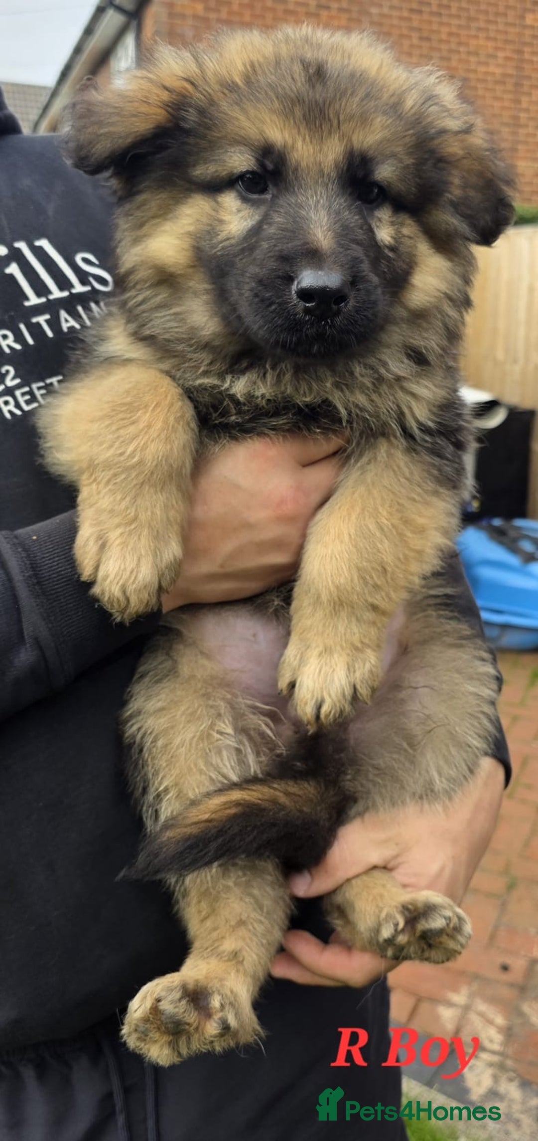 German Shepherd dogs for sale: Beautiful German shepherd puppies  - Image 18