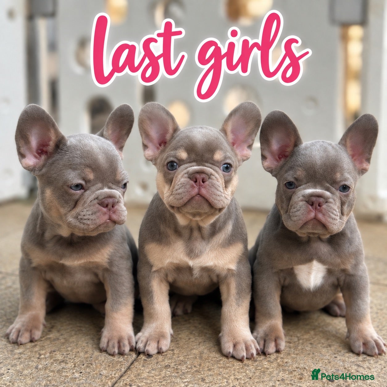 French Bulldog dogs French Bulldog Health Clear KC - Advert 1