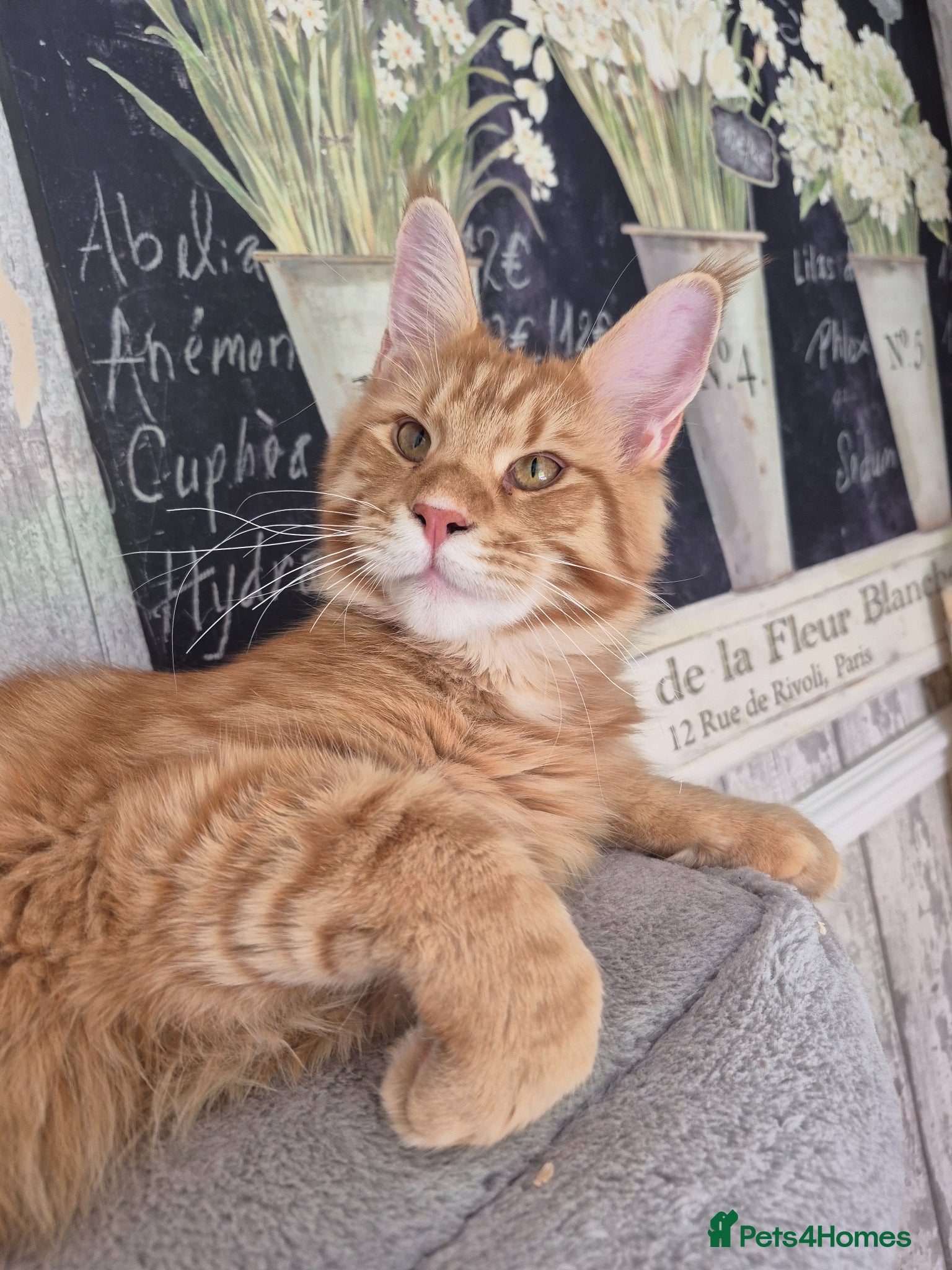 Maine Coon cats 🔥 STUNNING MAINE COON BOY- READY FOR HIS HOME 🔥 - Advert 1