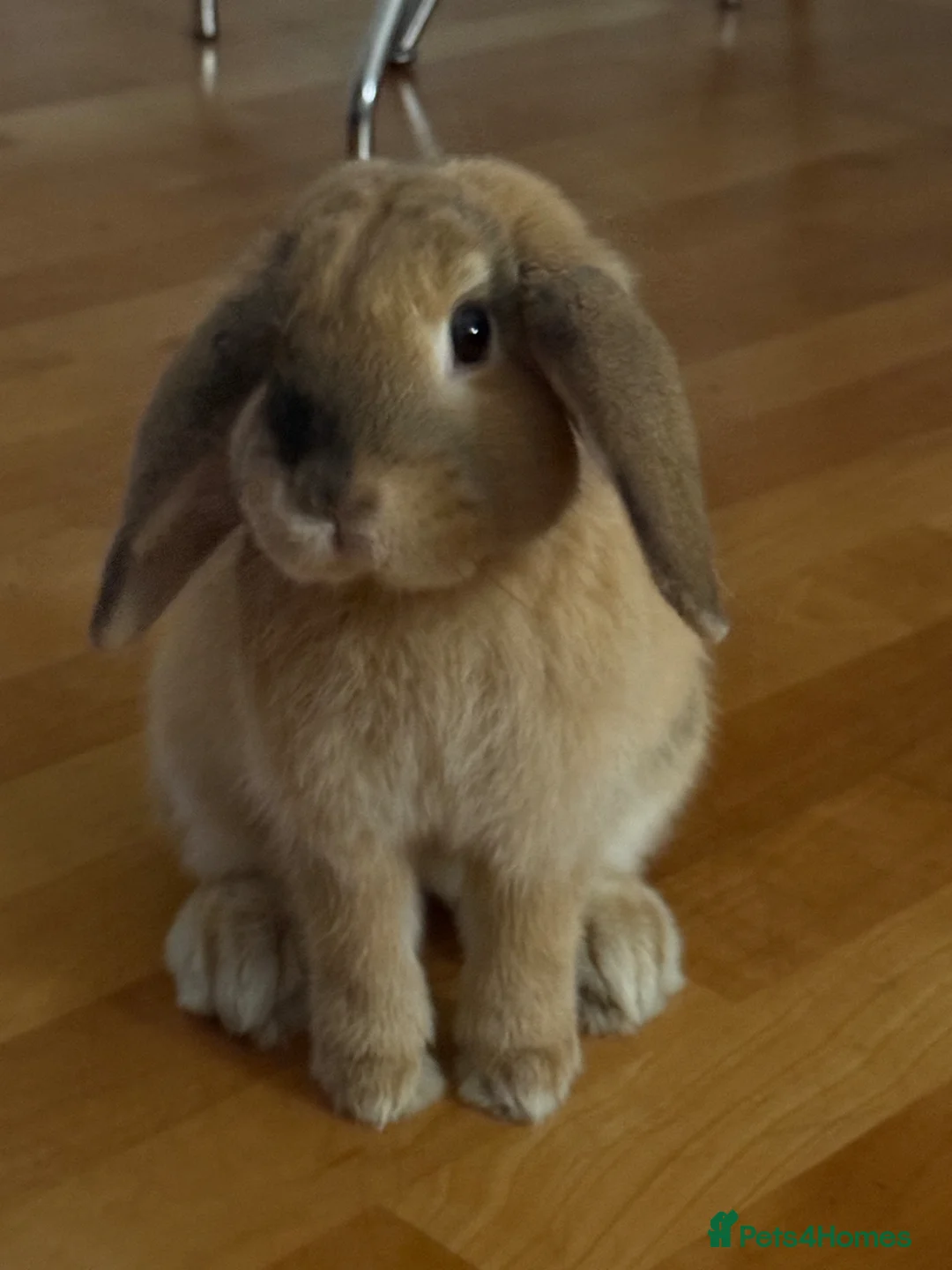 Mini Lop rabbits for sale: Truffle the Mini Lop in Manchester - Advert 1
