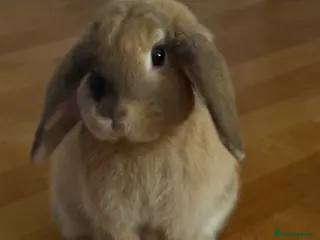 Mini Lop rabbits Truffle the Mini Lop - Advert 1