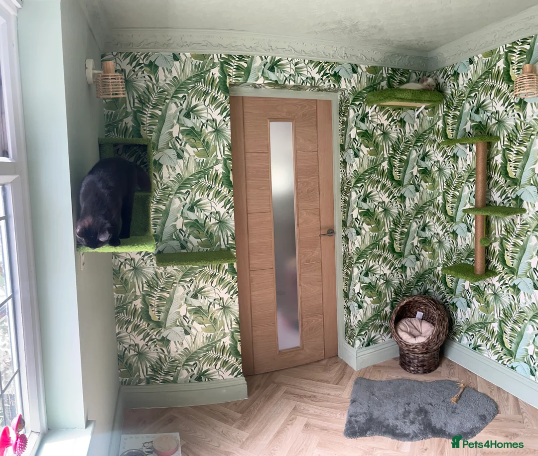 British Shorthair cats for stud: Handsome Blue Colourpoint for Stud Duties in Sutton Coldfield - Advert 7