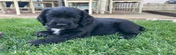 Cocker Spaniel dogs for sale: 1 boy remaining - Advert 3