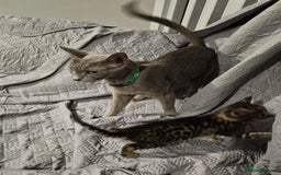 Russian Blue cats for sale: Mix Russian Blue and Maine Coon - Image 13