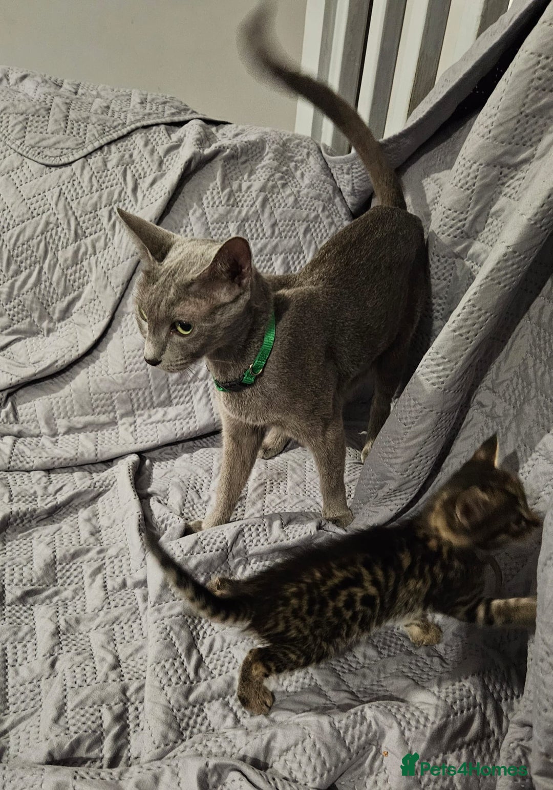 Russian Blue cats for sale: Mix Russian Blue and Maine Coon - Image 13