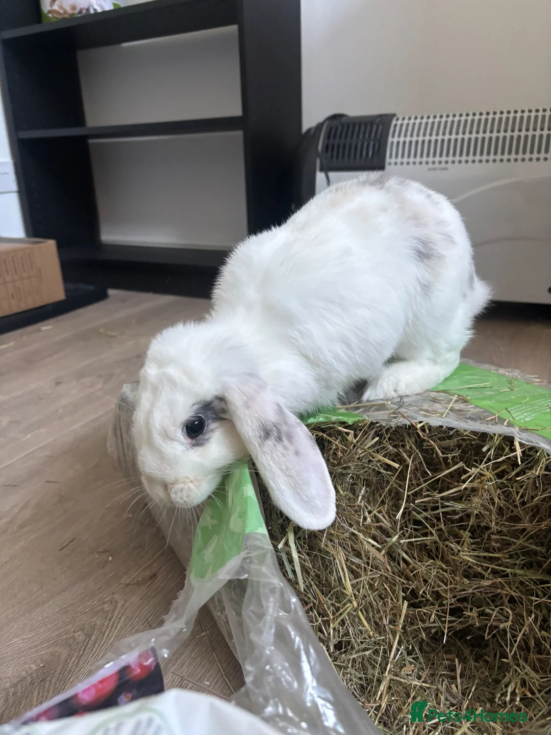English Lop rabbits for sale: 2 female rabbits  - Advert 7