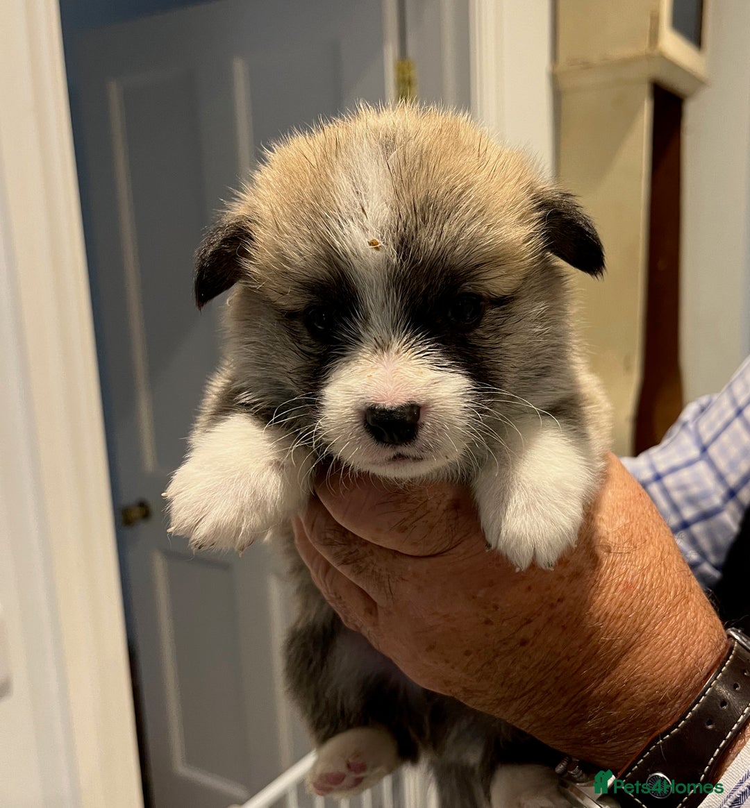 Welsh Corgi Pembroke dogs for sale: Lovely Corgis - Image 2