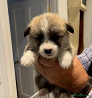 Welsh Corgi Pembroke dogs - Advert 1