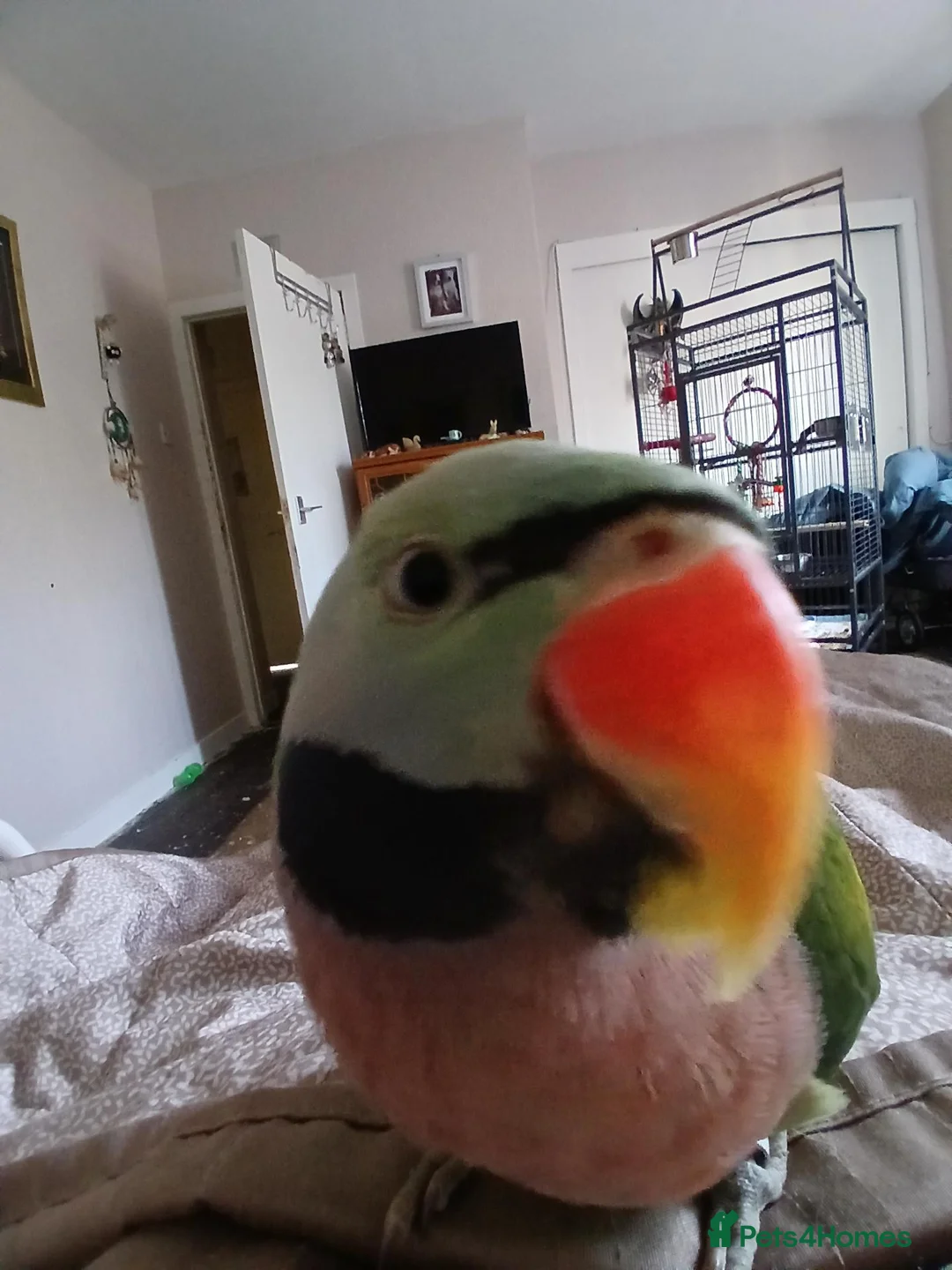 Parakeets birds for sale: Ms deborah jordan in Pitlochry - Advert 1