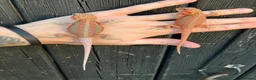 Bearded Dragon reptiles for sale: Various Bearded Dragon Morph Babies - Advert 6