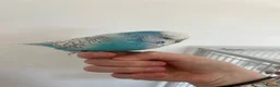 Budgerigars birds for sale: Blue budgie - Boyle - Advert 4