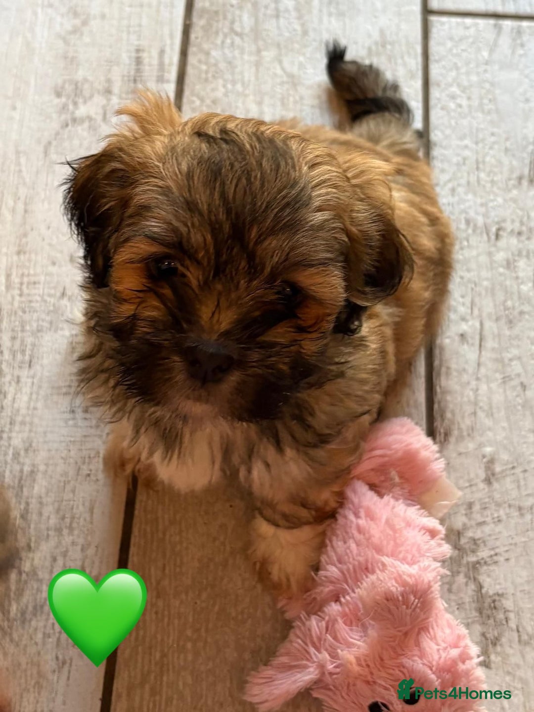 Lhasa Apso dogs for sale: Four Adorable Lhasa Apso Pups KC reg GPRA Clear - Advert 6