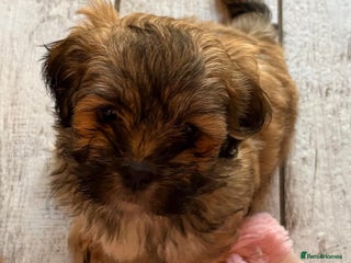 Lhasa Apso dogs Two Adorable Lhasa Apso Pups KC reg GPRA Clear - Advert 16