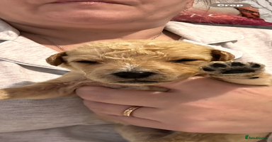 Labradoodle dogs - Advert 7