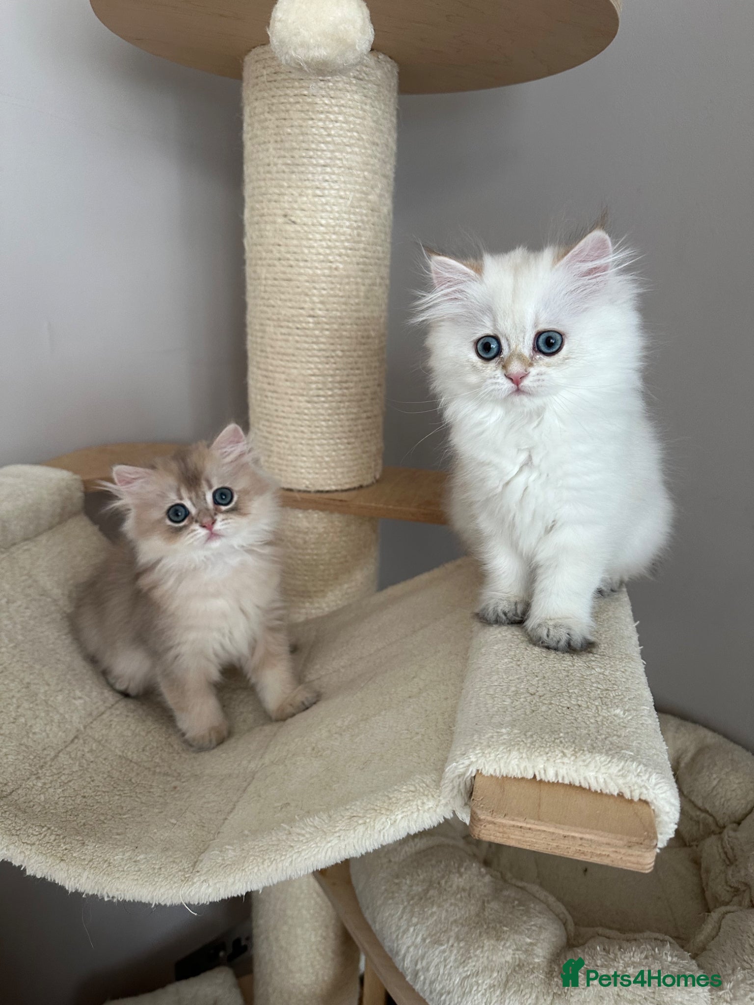 British Longhair cats British longhair little cuties - Advert 1