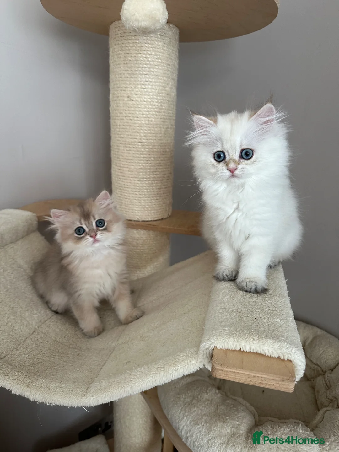 British Longhair cats for sale: British longhair little cuties - Advert 1