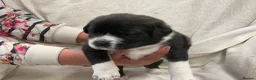 Mixed Breed dogs for sale: Boerchaka puppies - Advert 2