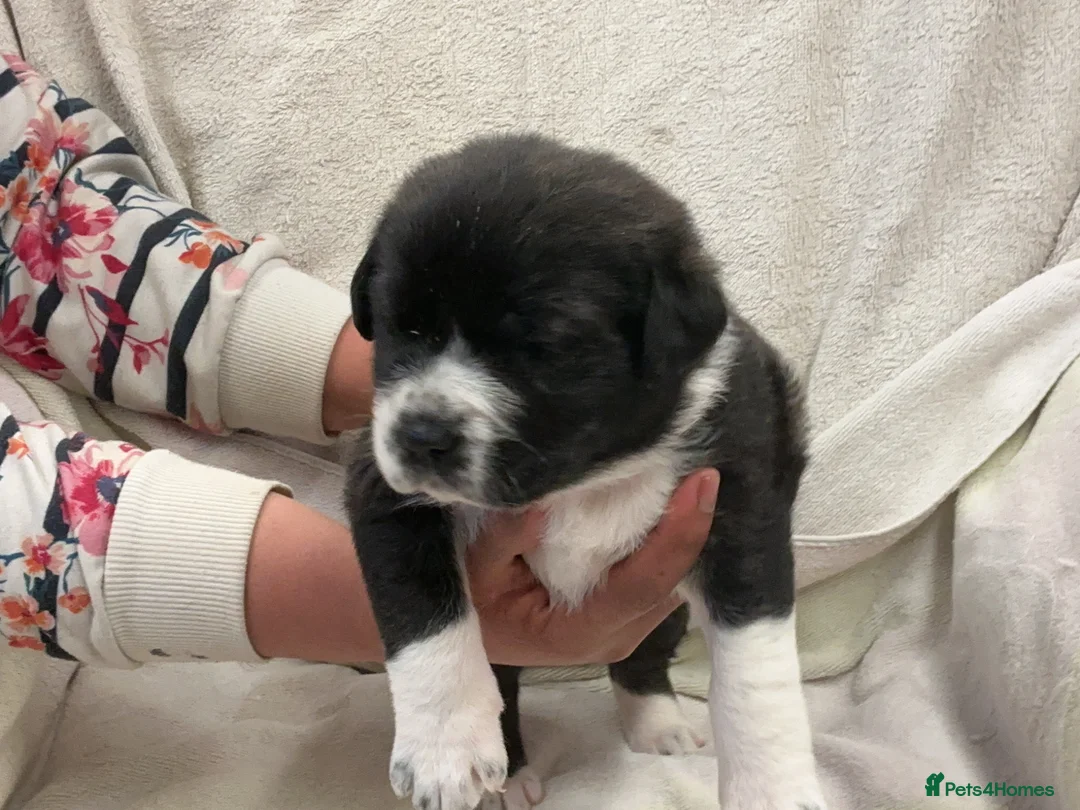 Mixed Breed dogs for sale: Boerchaka puppies - Advert 2