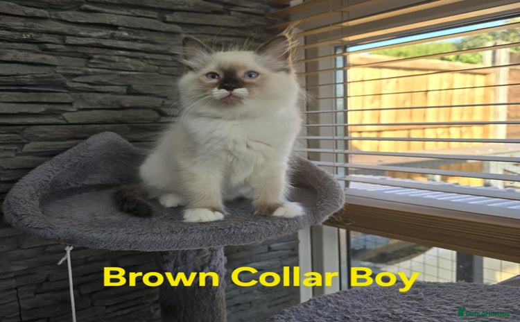 Ragdoll cats - Advert 2