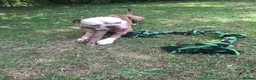 English Bulldog dogs for sale: Lovable Old English Bulldog seeks forever home in King's Lynn - Advert 1