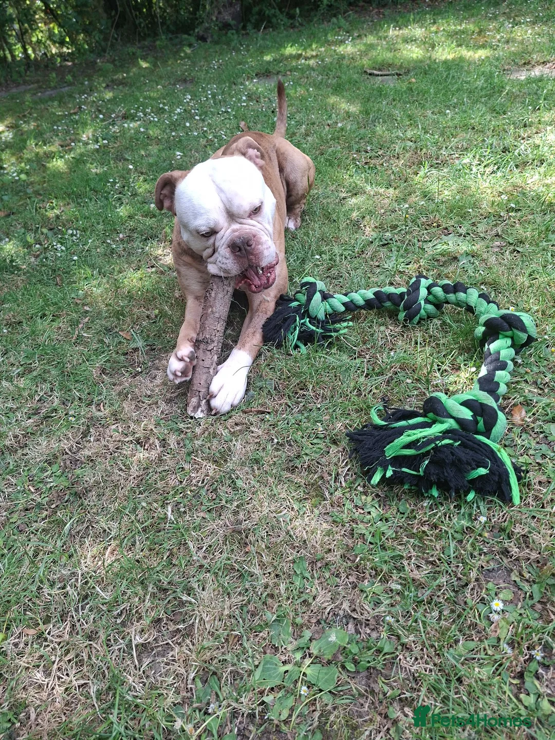 English Bulldog dogs for sale: Lovable Old English Bulldog seeks forever home in King's Lynn - Advert 1
