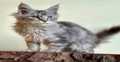Maine Coon cats - Advert 2